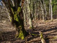 Alte und junge Bäume im Uferwald am nördlichen Rundweg